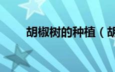 胡椒树的种植（胡椒树的种植方法）
