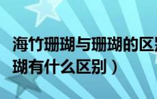 海竹珊瑚与珊瑚的区别视频（什么是海竹和珊瑚有什么区别）