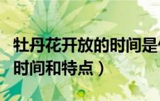牡丹花开放的时间是什么时间（牡丹花开放的时间和特点）