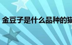 金豆子是什么品种的猫（金豆子是什么意思）