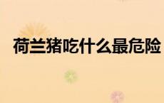 荷兰猪吃什么最危险（荷兰猪吃什么会死）