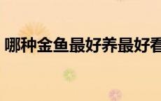 哪种金鱼最好养最好看（草金鱼怎么养漂亮）