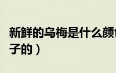 新鲜的乌梅是什么颜色（新鲜的乌梅是什么样子的）
