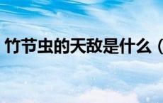 竹节虫的天敌是什么（竹节虫的天敌有哪些）