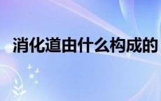 消化道由什么构成的（消化道由什么组成）