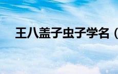王八盖子虫子学名（八家子虫学名是啥）