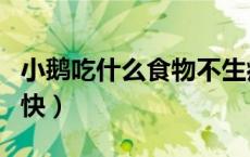小鹅吃什么食物不生病（小鹅吃什么食物长的快）