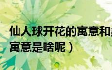 仙人球开花的寓意和象征风水（仙人球开花的寓意是啥呢）
