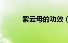 紫云母的功效（什么是紫云母）