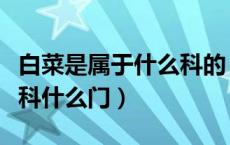 白菜是属于什么科的（白菜是属于什么种什么科什么门）
