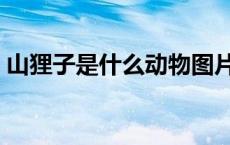 山狸子是什么动物图片（山狸子是什么动物）