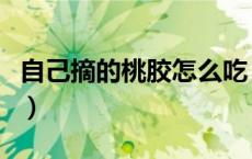 自己摘的桃胶怎么吃（自己摘的桃胶怎么处理）