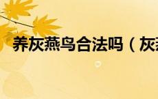 养灰燕鸟合法吗（灰燕鸟为什么养的人少）