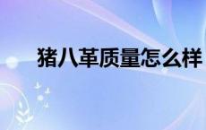 猪八革质量怎么样（猪巴革怎么保养）