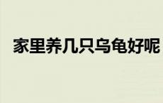 家里养几只乌龟好呢（家里养几只乌龟好）