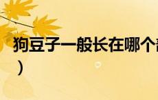 狗豆子一般长在哪个部位（狗豆子怎么产生的）