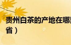 贵州白茶的产地在哪里（白茶产地是哪里哪个省）