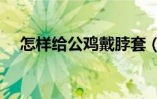 怎样给公鸡戴脖套（怎样让公鸡不打鸣）