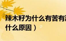 辣木籽为什么有苦有甜（吃辣木籽苦中带甜是什么原因）