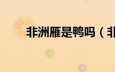 非洲雁是鸭吗（非洲雁是鸭还是鹅）