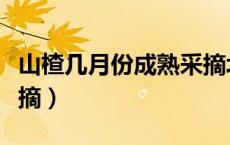 山楂几月份成熟采摘北方（山楂几月份成熟采摘）