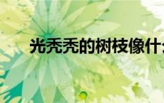 光秃秃的树枝像什么（光秃秃的什么）
