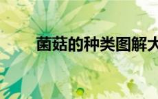 菌菇的种类图解大全（菌菇的种类）