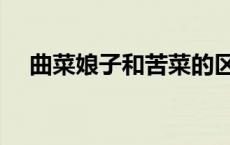 曲菜娘子和苦菜的区别（苦菜是什么菜）