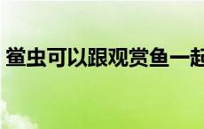 鲎虫可以跟观赏鱼一起养不（鲎虫可以吃吗）