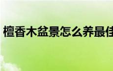 檀香木盆景怎么养最佳（檀香木盆景怎么养）