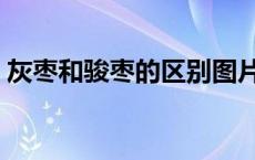 灰枣和骏枣的区别图片（灰枣和骏枣的区别）