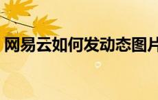 网易云如何发动态图片（网易云如何发动态）