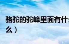 骆驼的驼峰里面有什么（一个驼峰的骆驼叫什么）