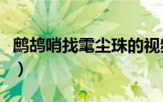 鹧鸪哨找雮尘珠的视频（鹧鸪哨为何找雮尘珠）