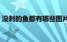 没刺的鱼都有哪些图片（没刺的鱼都有哪些）
