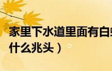 家里下水道里面有白蚁怎么办（家里出现白蚁什么兆头）