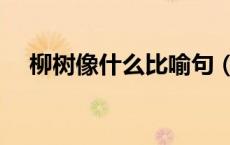 柳树像什么比喻句（柳树像什么比喻句）
