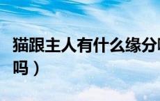 猫跟主人有什么缘分嘛（猫和主人有前世缘分吗）