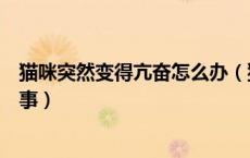 猫咪突然变得亢奋怎么办（猫咪突然之间异常亢奋是怎么回事）