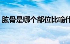 肱骨是哪个部位比喻什么（肱骨是哪个部位）