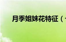 月季姐妹花特征（七姐妹花是月季吗）