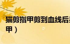 猫剪指甲剪到血线后果（猫什么时候可以剪指甲）