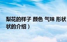 梨花的样子 颜色 气味 形状（关于梨花的样子 颜色 气味 形状的介绍）