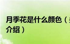 月季花是什么颜色（关于月季花是什么颜色的介绍）