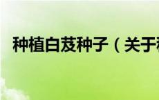 种植白芨种子（关于种植白芨种子的介绍）