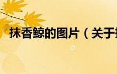 抹香鲸的图片（关于抹香鲸的图片的介绍）