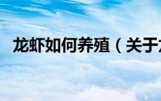 龙虾如何养殖（关于龙虾如何养殖的介绍）