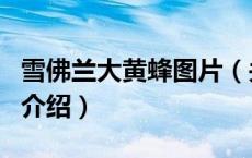 雪佛兰大黄蜂图片（关于雪佛兰大黄蜂图片的介绍）