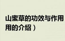 山蜜草的功效与作用（关于山蜜草的功效与作用的介绍）