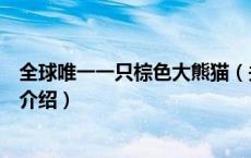 全球唯一一只棕色大熊猫（关于全球唯一一只棕色大熊猫的介绍）